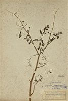 藏品(彎果黃菫)的圖片